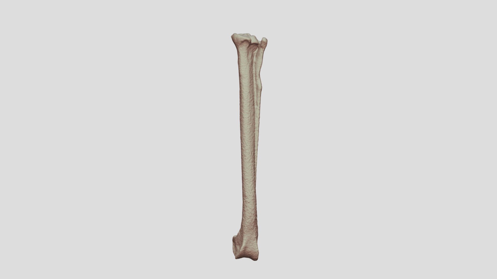 Tibia-fibula - 3D model by Binghamton Anthropology ...