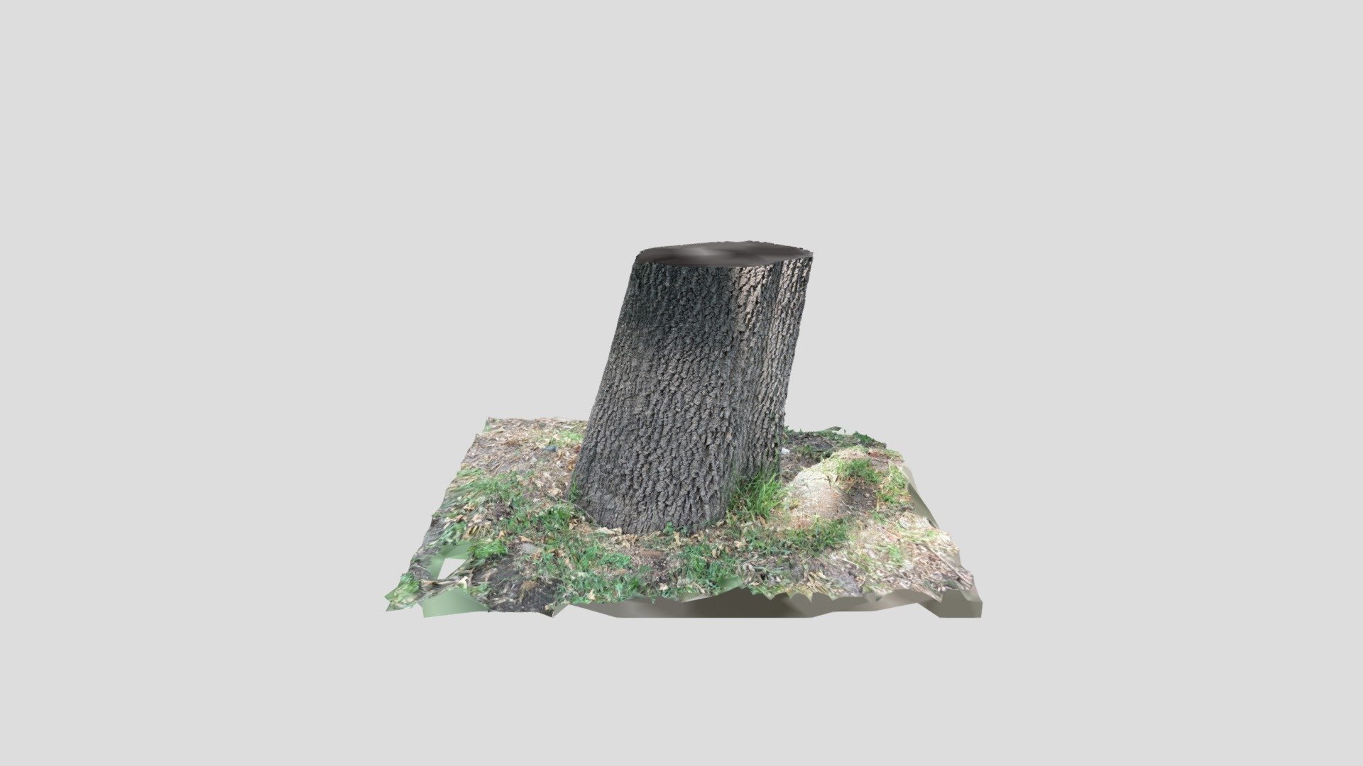 Tree trunk