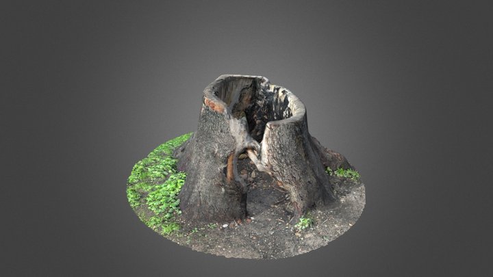 eroded trunk 3D Model