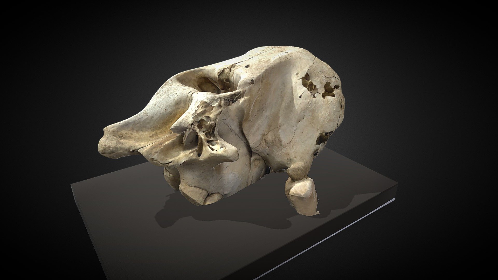 Ancient Elephant skull
