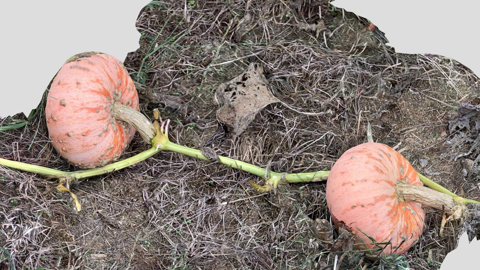Pumpkins on the Vine