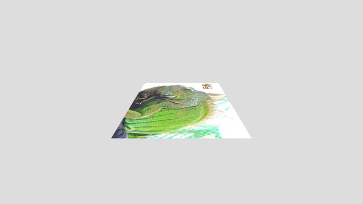 Rồng đất ăn gì? Chế độ ăn cho rồng đất khỏe mạnh 3D Model