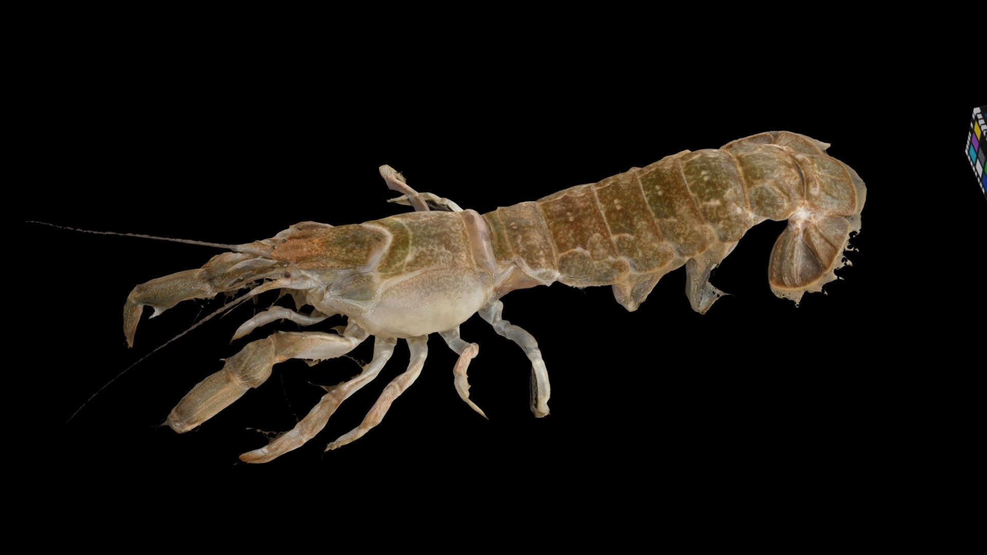アナジャコ Japanese Mud Shrimp, Upogebia major