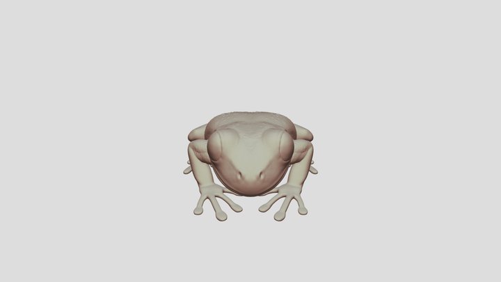 Cuban Tree Frog 3D Model