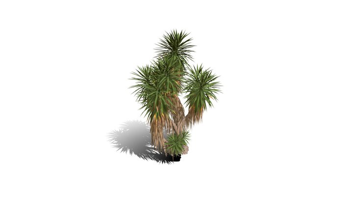 Realistic HD Spineless yucca (28/30) 3D Model