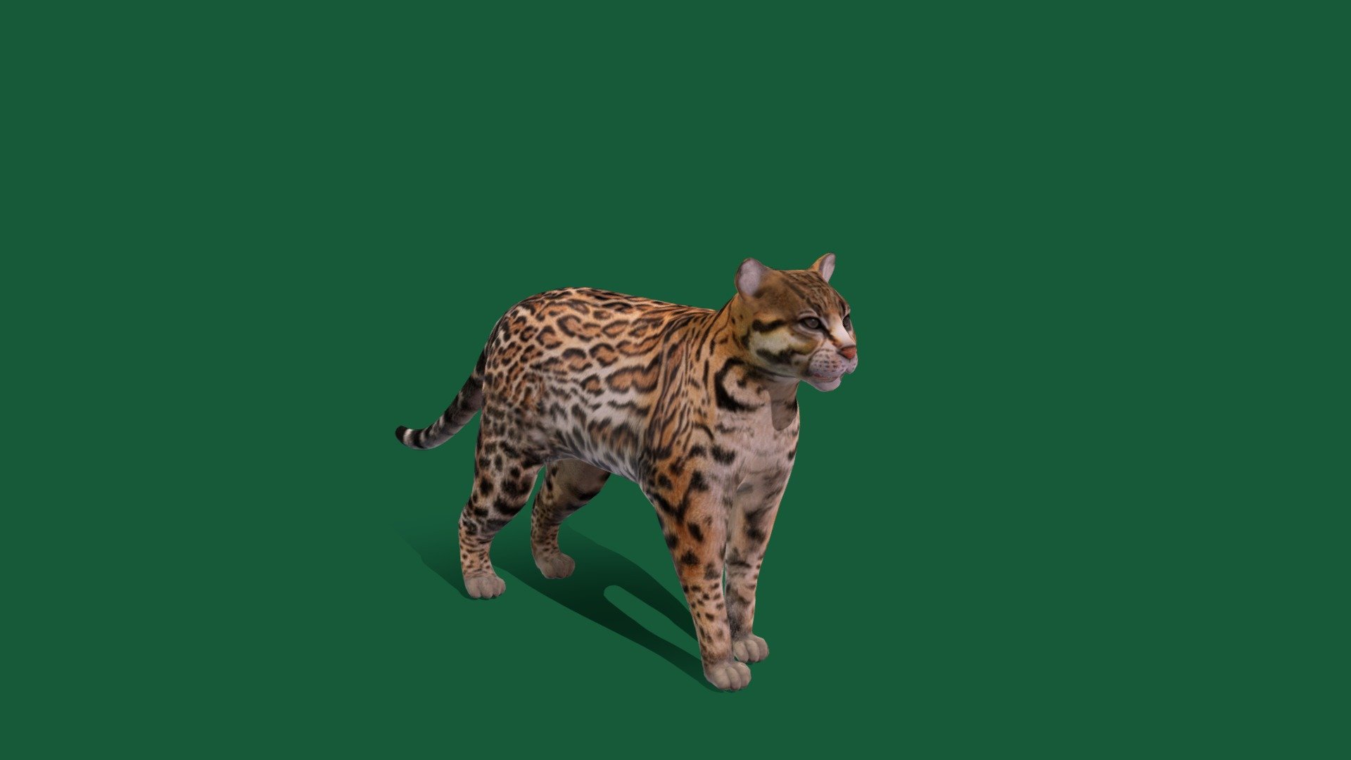 Ocelot Wild Cat (Lowpoly) - Buy Royalty Free 3D model by ...