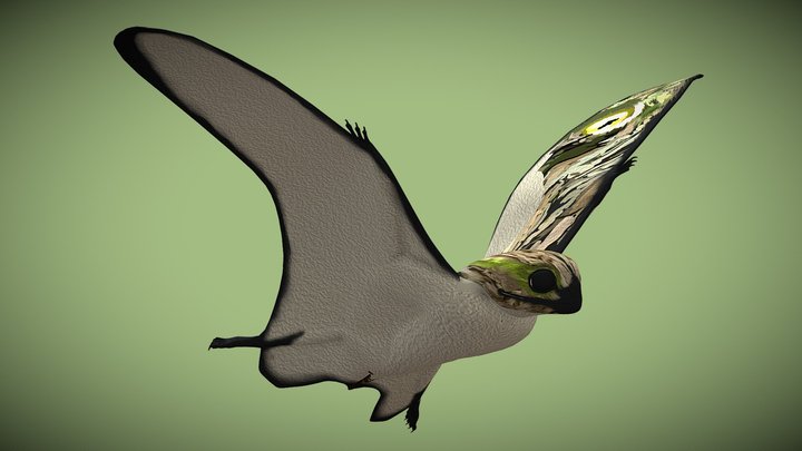 Anurognathus ammoni – Kostenloses 3D-Modell STL