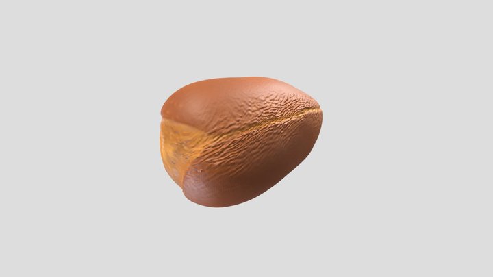 Argan Seed 3D Model