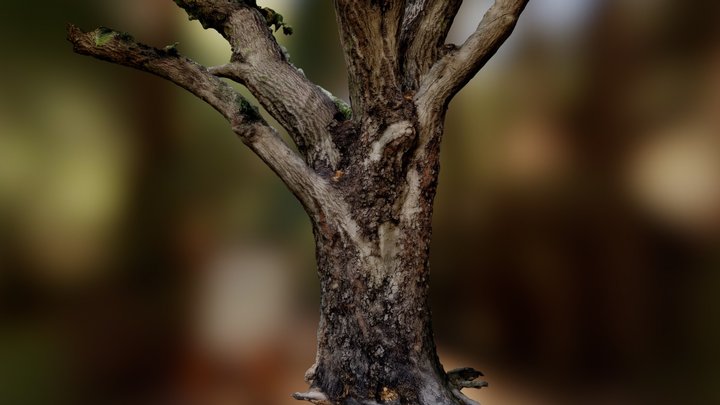 Oak Tree (low quality photogrammetry) 3D Model