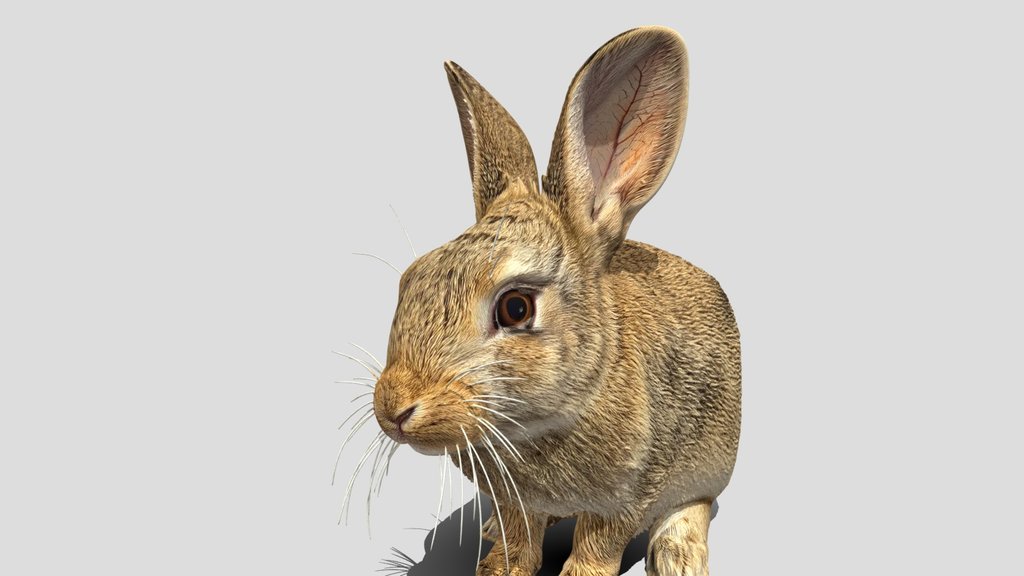 Curious Rabbit