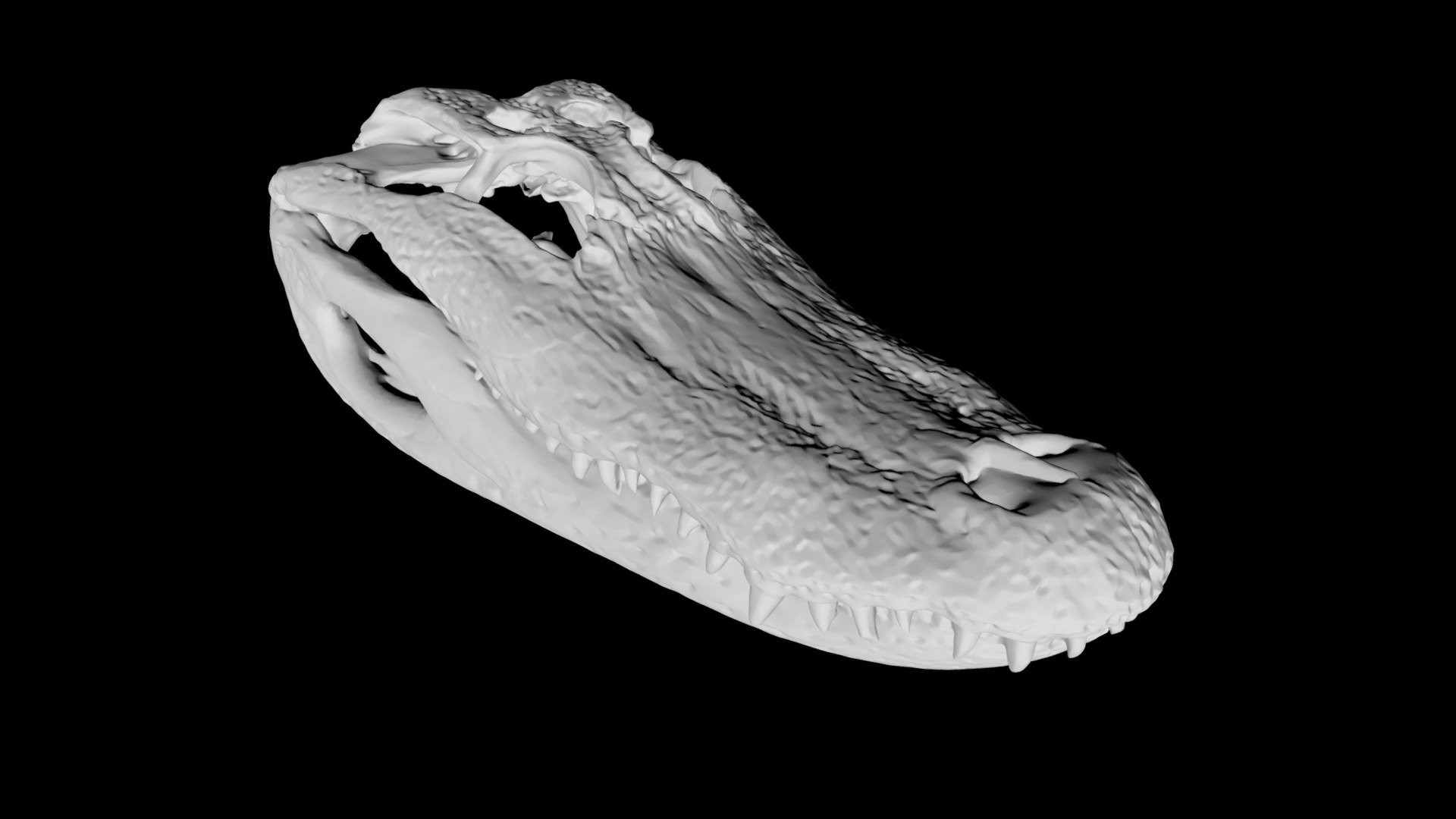 Alligator Skull and Mandible