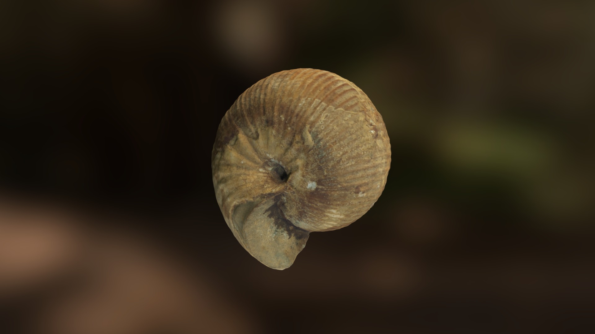 3D model Iniskinites sp. - This is a 3D model of the Iniskinites sp.. The 3D model is about a snail on a black background.