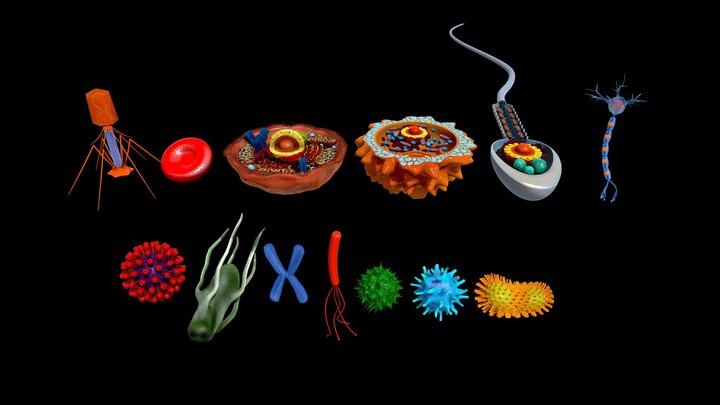 3D microscopic collection 3D Model