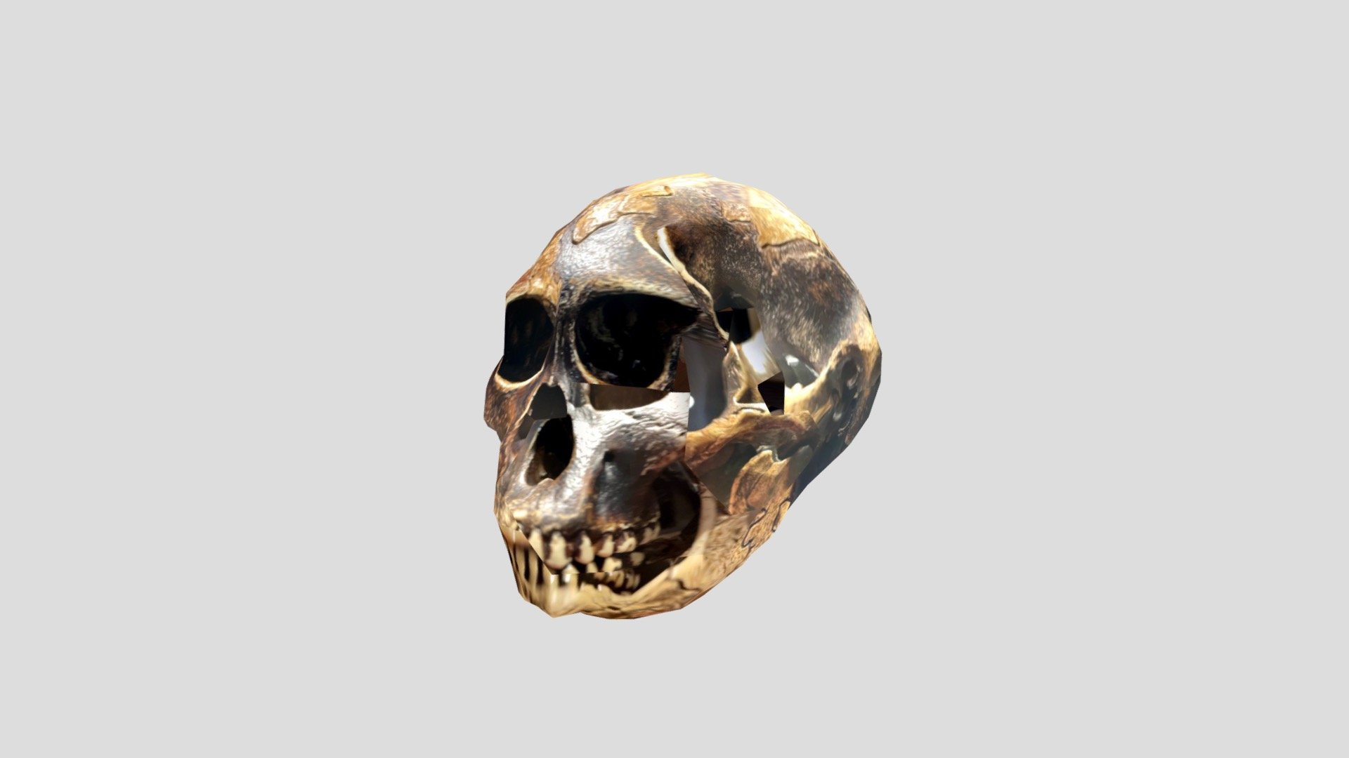 Sahelanthropus tchadensis