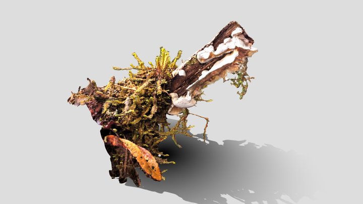 Bracket Fungus on Mossy Wood – Wayqecha, Peru 3D Model