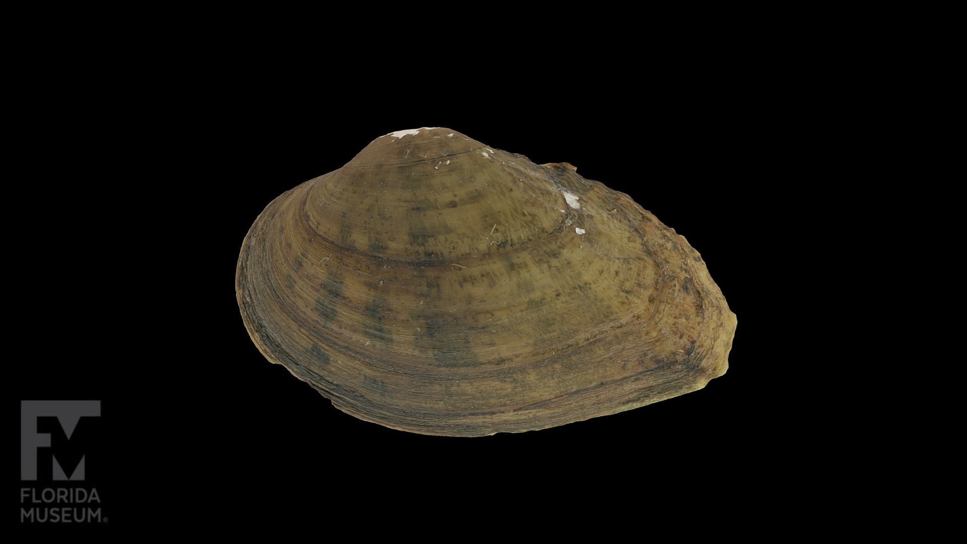 Gulf Moccasinshell Freshwater Mussel 3D model by FloridaMuseum