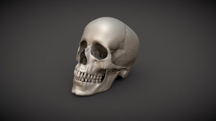 HumanSkull-UV 3D Model