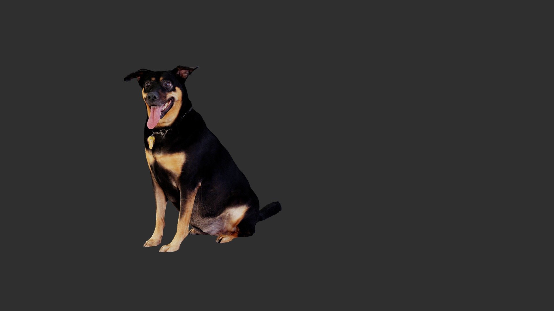 Abby the Dog