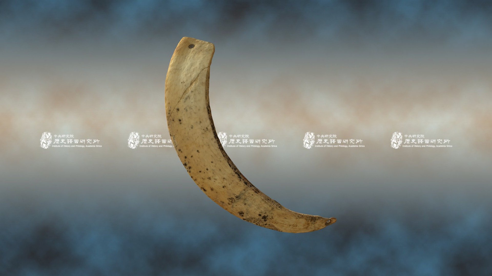 豬牙製飾品 Ornament Made of Pig Canine — Sketchfab embed 3D viewer