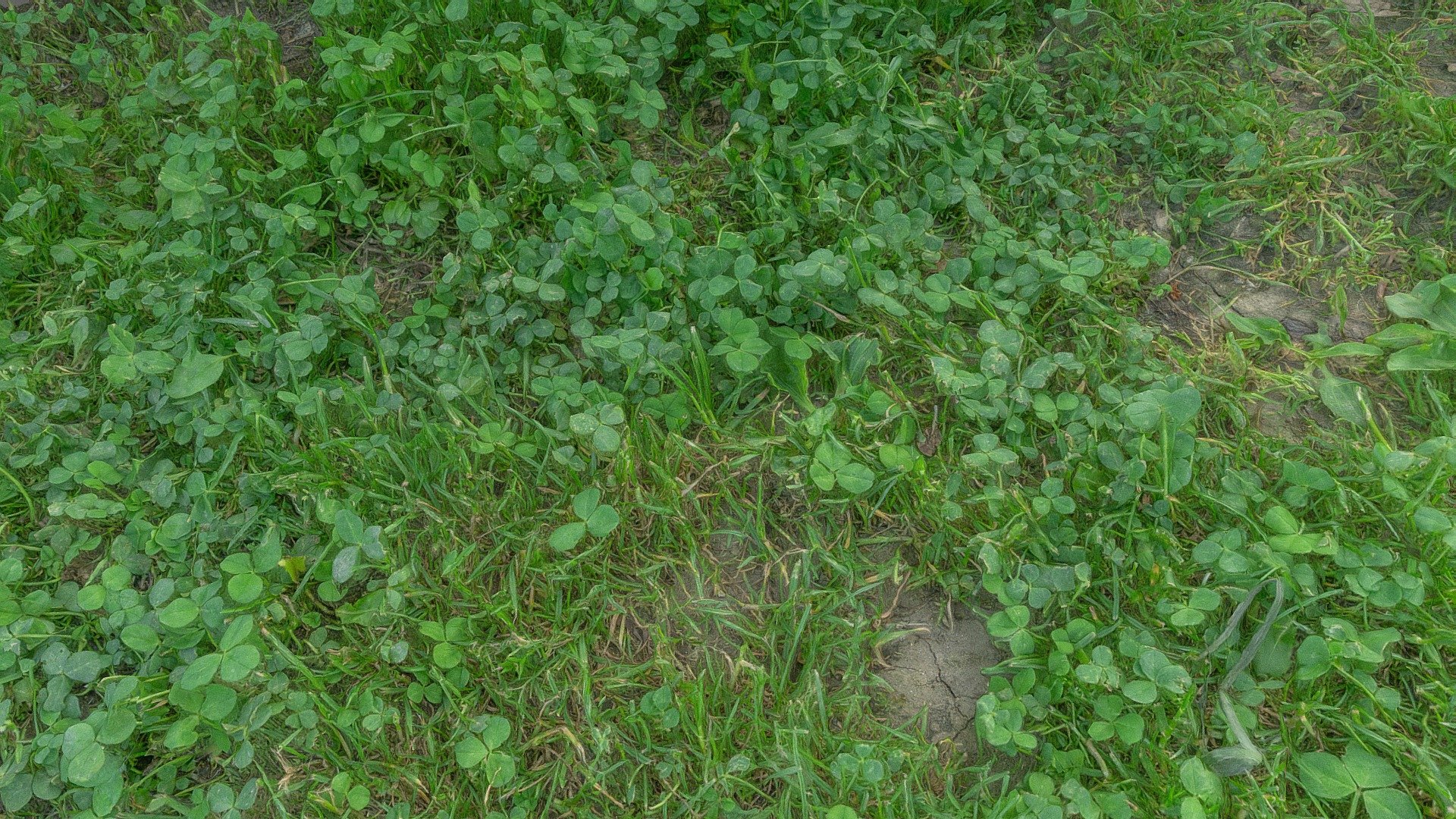Patch of shamrock grass AgisoftNatureChallenge Buy Royalty Free 3D