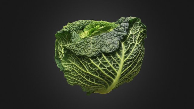 Savoy Cabbage 3D Model