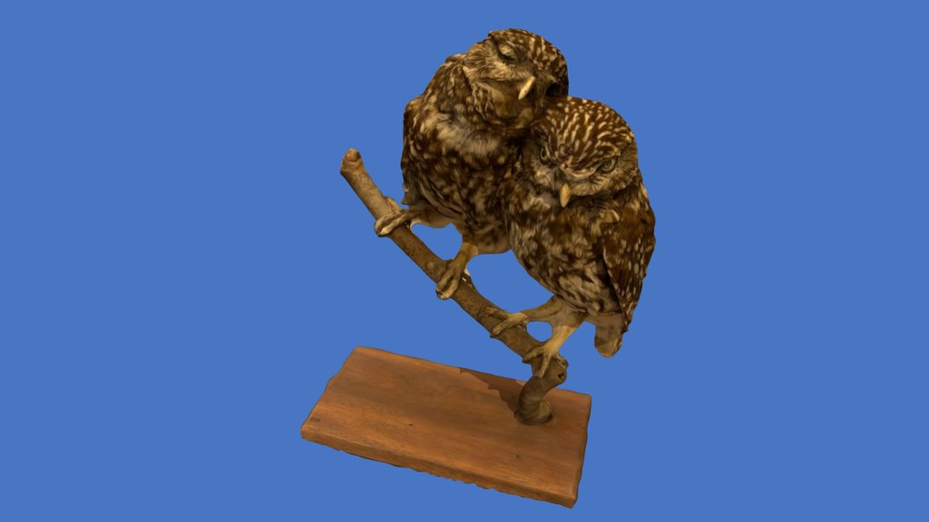 Little Owl / Mocho-galego