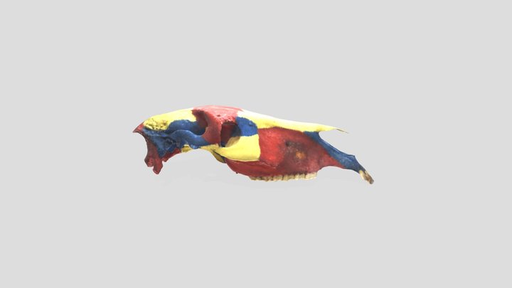 Crane De Cheval Coloré Bouché 3D Model