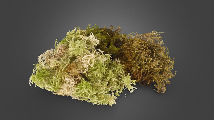 Moss (3D Scan RAW MESH) 3D Model