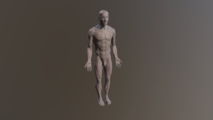 Human anatomy 3D Model