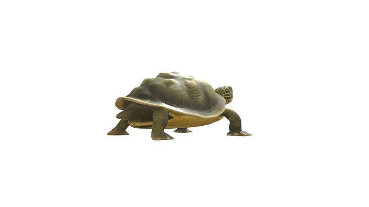 Turtle with detailed shell and legs 3D Model