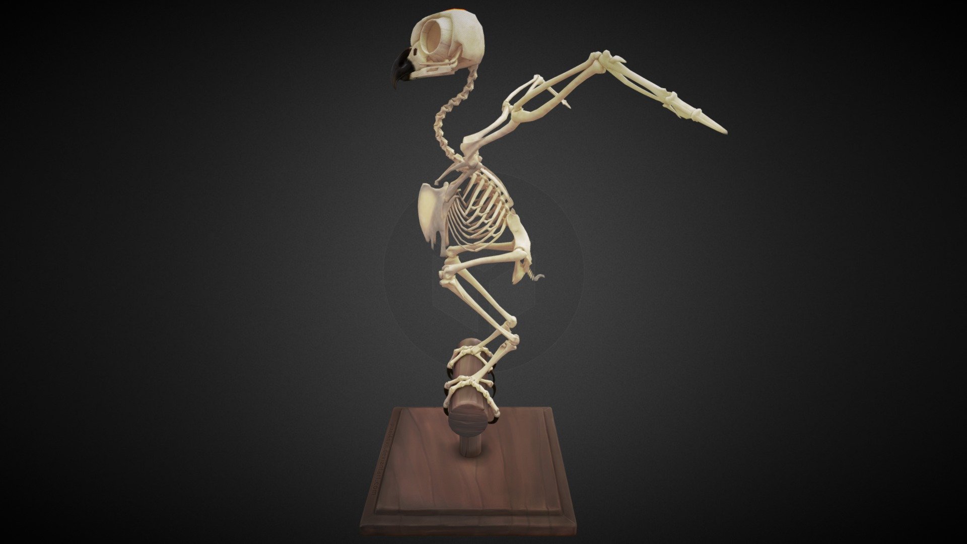 Скелет Совы