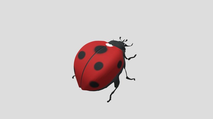 Ladybug2 3D Model