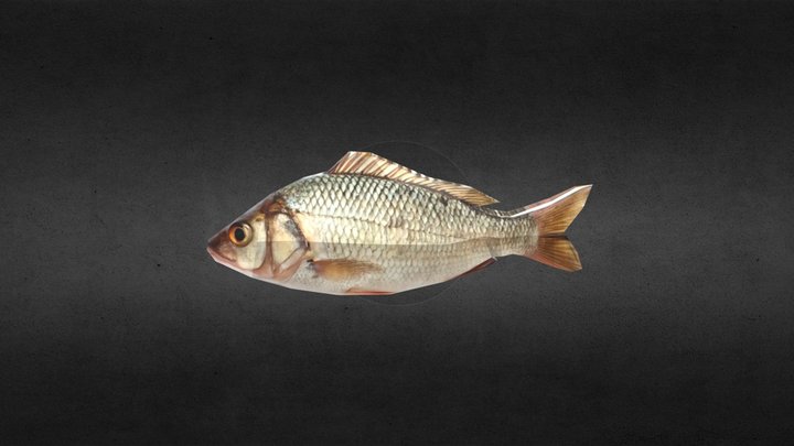 low poly fish – Free 3D Model STL