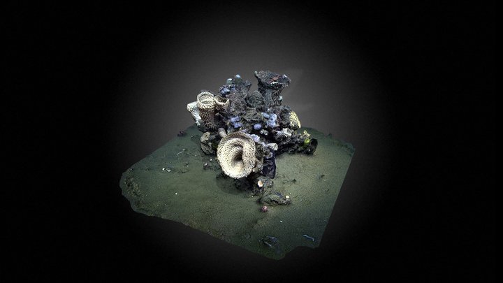 Deep Sea Sponge – Modello 3D gratuito STL