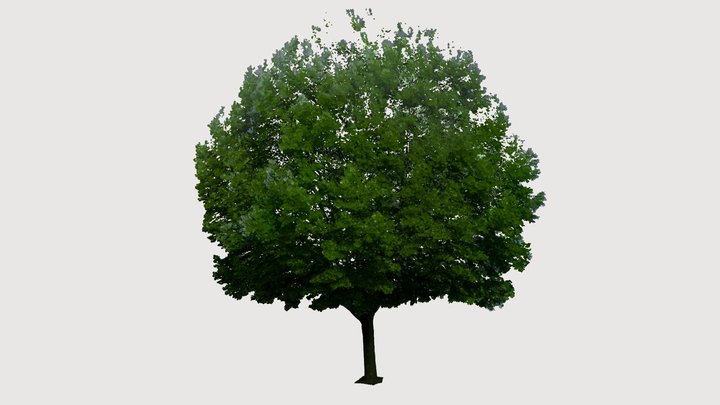 Legacy Sugar Maple in Summer 3D Model