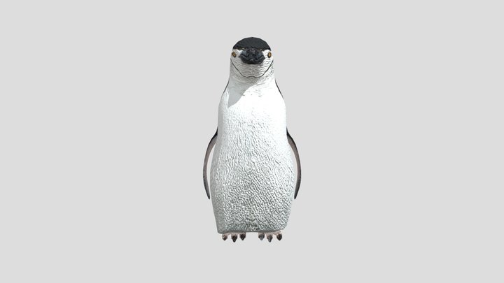 Pinguino-barbijo 3D Model