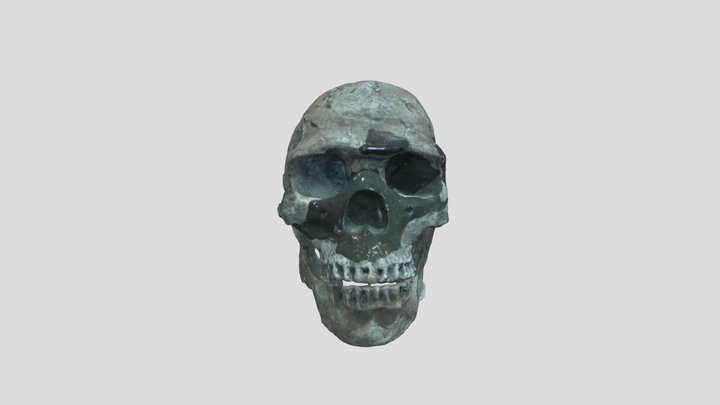 Homo erectus 3D Model