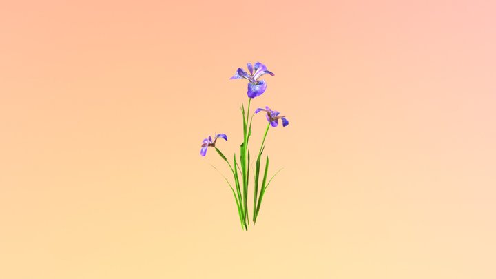 Blue Flag Iris (Iris versicolor) 3D Model