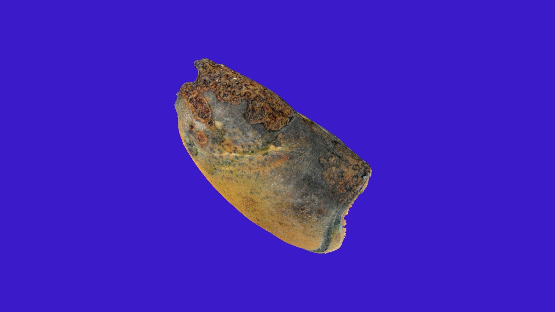 American lobster Ha168 01 with ESD level 2.