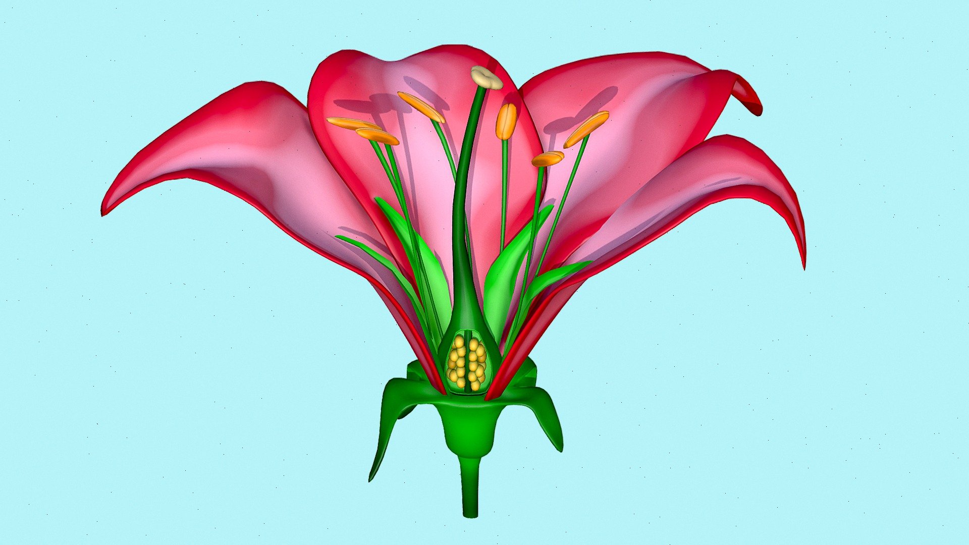 Flower Anatomy, Parts of a Flower