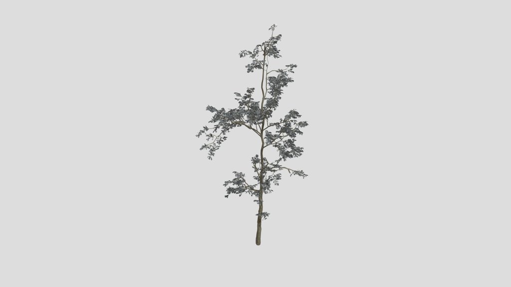 Combretum Molle Tree V1