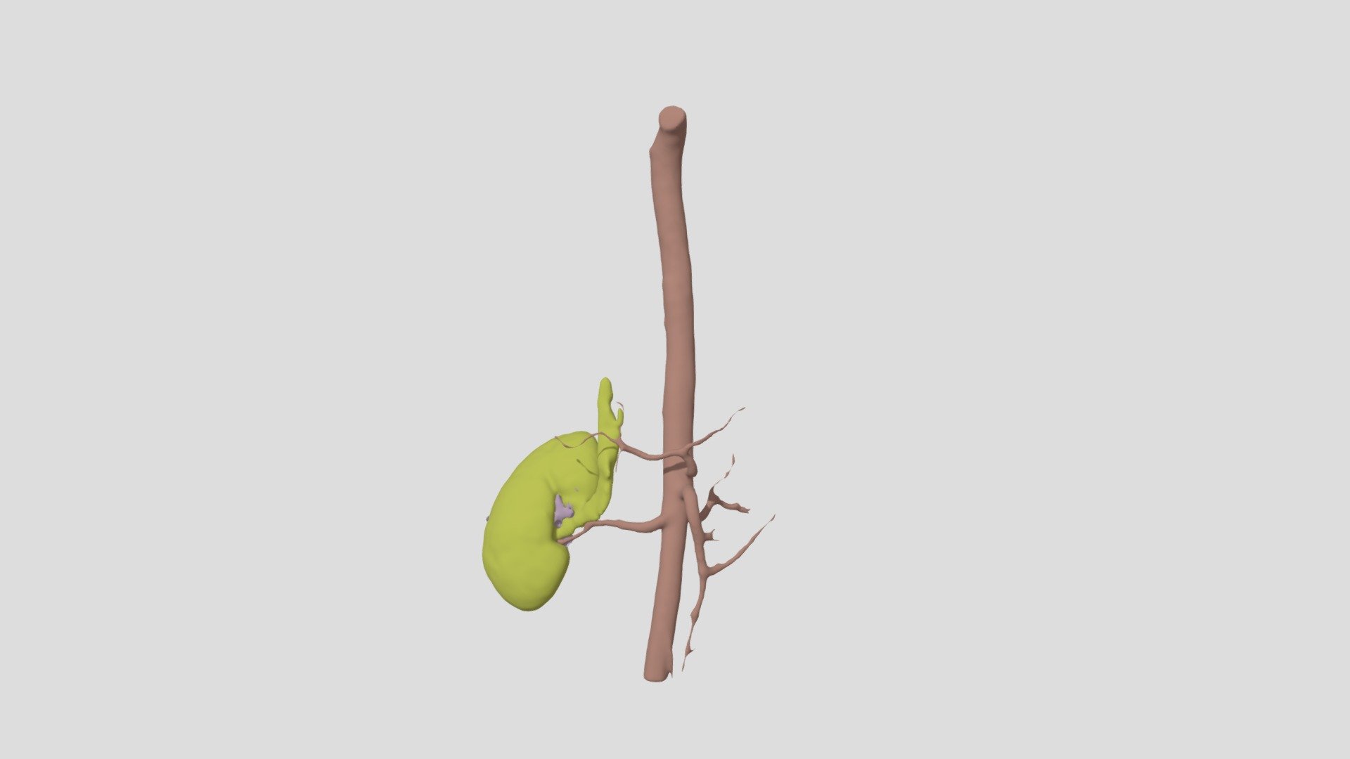 Kidneys/Aorta