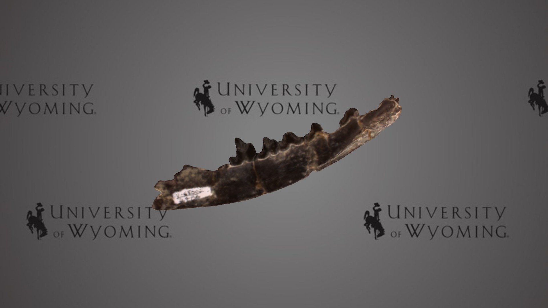 UW2406 - Tritemnodon sp., Lower Jaw