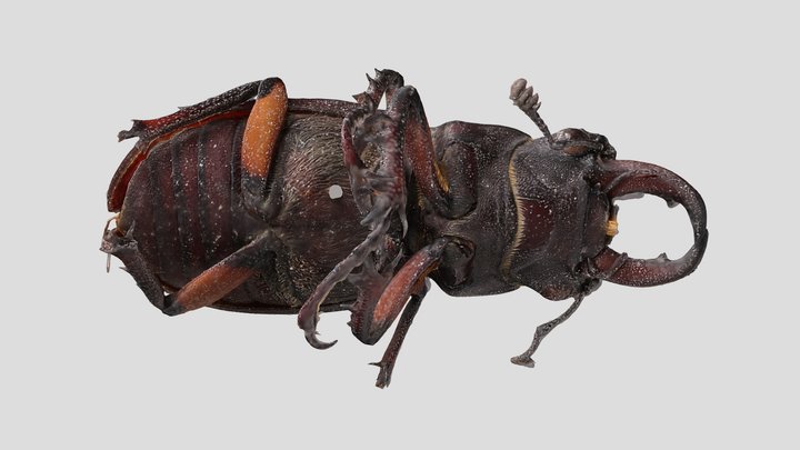 YPM ENT.633973 Stag beetle, Lucanus capreolus – Kostenloses 3D-Modell STL