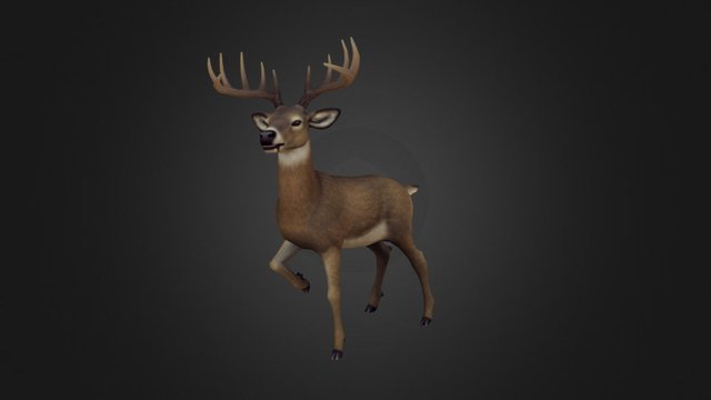 Deer Group: White-tailed Deer 3D Model