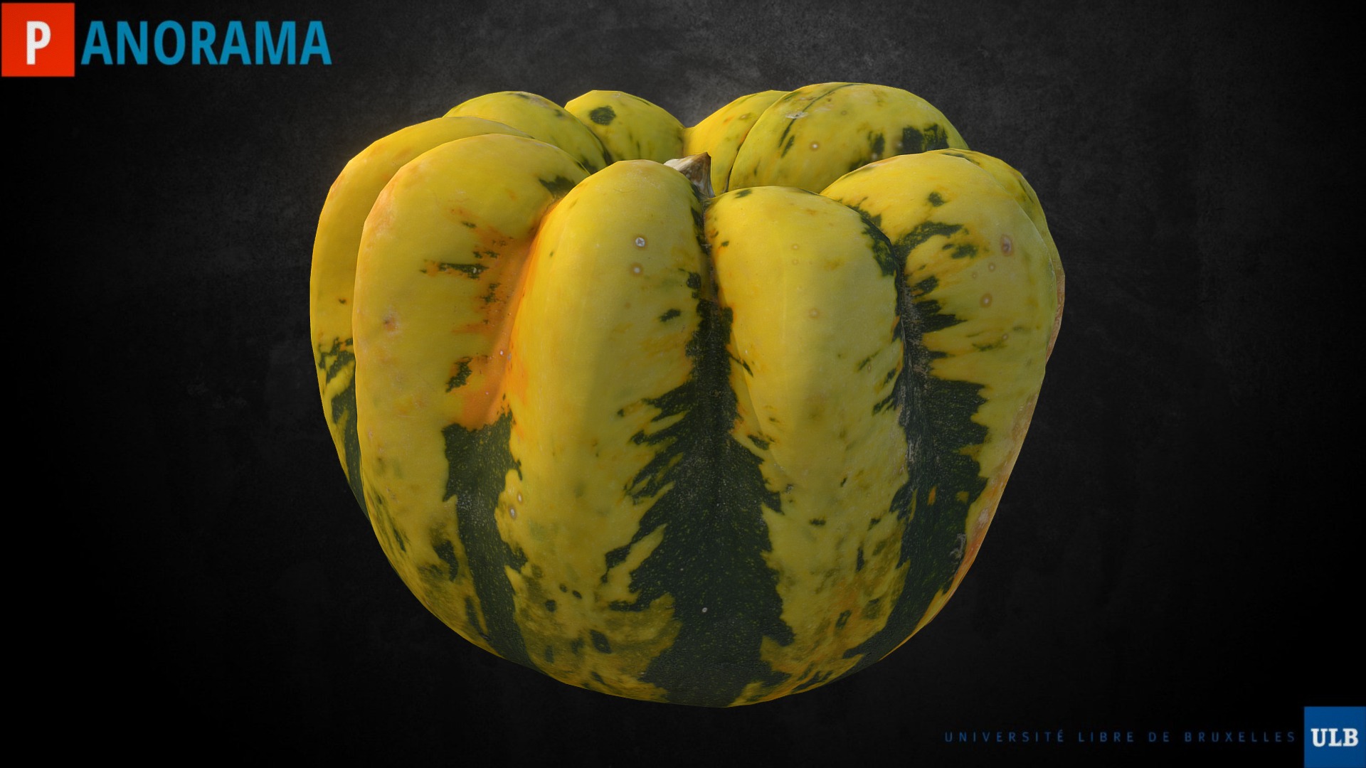 3D model Cucurbitacée #2 - This is a 3D model of the Cucurbitacée #2. The 3D model is about a group of bananas.