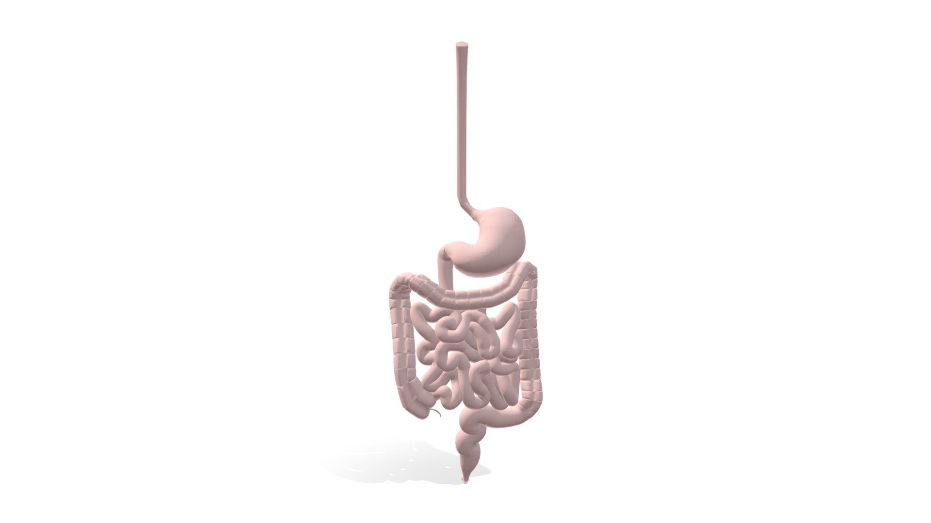 Stomach intestines 3d model