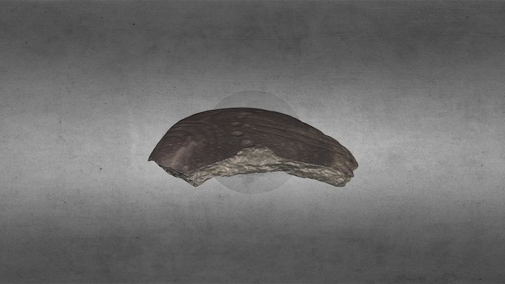 Capeduncola 170 3D Model