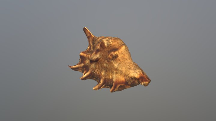 Conchiglia 3D Model