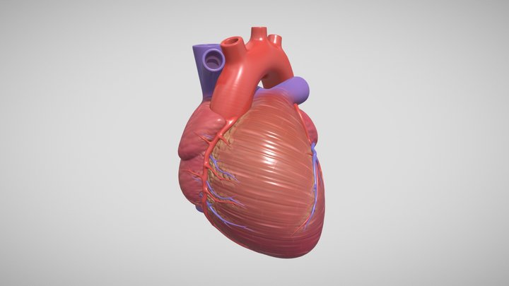 Heart 3D Model